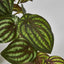 Real Touch Hanging Watermelon Peperomia in Black Pot - Pack of 6
