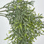 66cm Green Springeri Hanging Vine x5