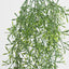66cm Green Springeri Hanging Vine x5