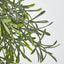 66cm Green Springeri Hanging Vine x5