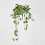 Veriegated Sage Ivy Hanging Bush x 10 - Pack of 6