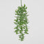 Osmanthus Hanging Bush With White flower