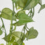 101cm Hanging Green Philo
