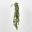 Hanging Eucalyptus Bush with seeds