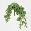 Green White Watermelon Peperomia Hanging Bush x 12 108 Leaves