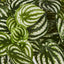 Green White Watermelon Peperomia Hanging Bush x 12 108 Leaves