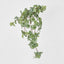 Green White Watermelon Peperomia Hanging Bush x 15 137 Leaves