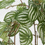 Green White Watermelon Peperomia Hanging Bush x 15 137 Leaves