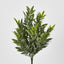 Green Ruscus Bush