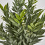 Green Ruscus Bush