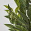 Green Ruscus Bush