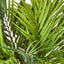 Dracaena Palm Bush
