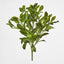 Fagraea Ceilanica Bush Green