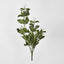 Stephanotis Bush