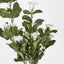 Stephanotis Bush