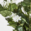 Stephanotis Bush