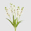 Cymbidium Spray With Leaves White