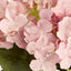 Hydrangea Bunch With 5 Heads Pink