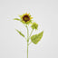 Seeding Sunflower Floral Stem