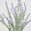 Lavender Spray Purple