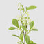 White Berry With Leaf Stem