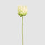 Protea Stem 60cm White