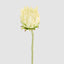 Protea Stem 60cm White