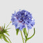 Double Head Cornflower Blue