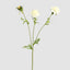 Double Head Cornflower White