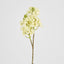 Baby Delphinium White