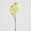 Baby Delphinium White