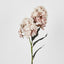 Light Pink Cone Hydrangea 93cm - Pack of 6