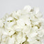White Cone Hydrangea 93cm - Pack of 6