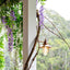 Lavender Wisteria by 3