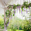 Wisteria Branch White