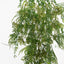 Hanging Kidneywood