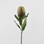 Banksia Stem Brown
