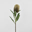 Banksia Stem Brown