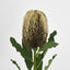 Banksia Stem Brown