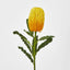 Yellow Gold Banksia Stem