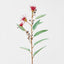 Flowering Gum Dark Red