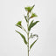 Green Flowering Gum