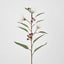 White Flowering Gum