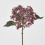 Lace Cap Hydrangea Purple - Pack of 12