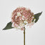 Lace Cap Hydrangea Pink