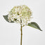 Lace Cap Hydrangea White