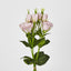 Light Pink Lisianthus bundle by 5 Flower and Bud