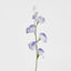 Sweetpea Light Purple - Pack of 36
