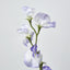 Sweetpea Light Purple - Pack of 36
