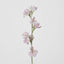 Sweetpea Light Pink - Pack of 36